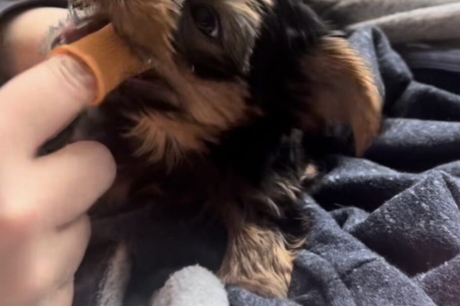 Brushing Puppy Teeth with finger dog toothbrush