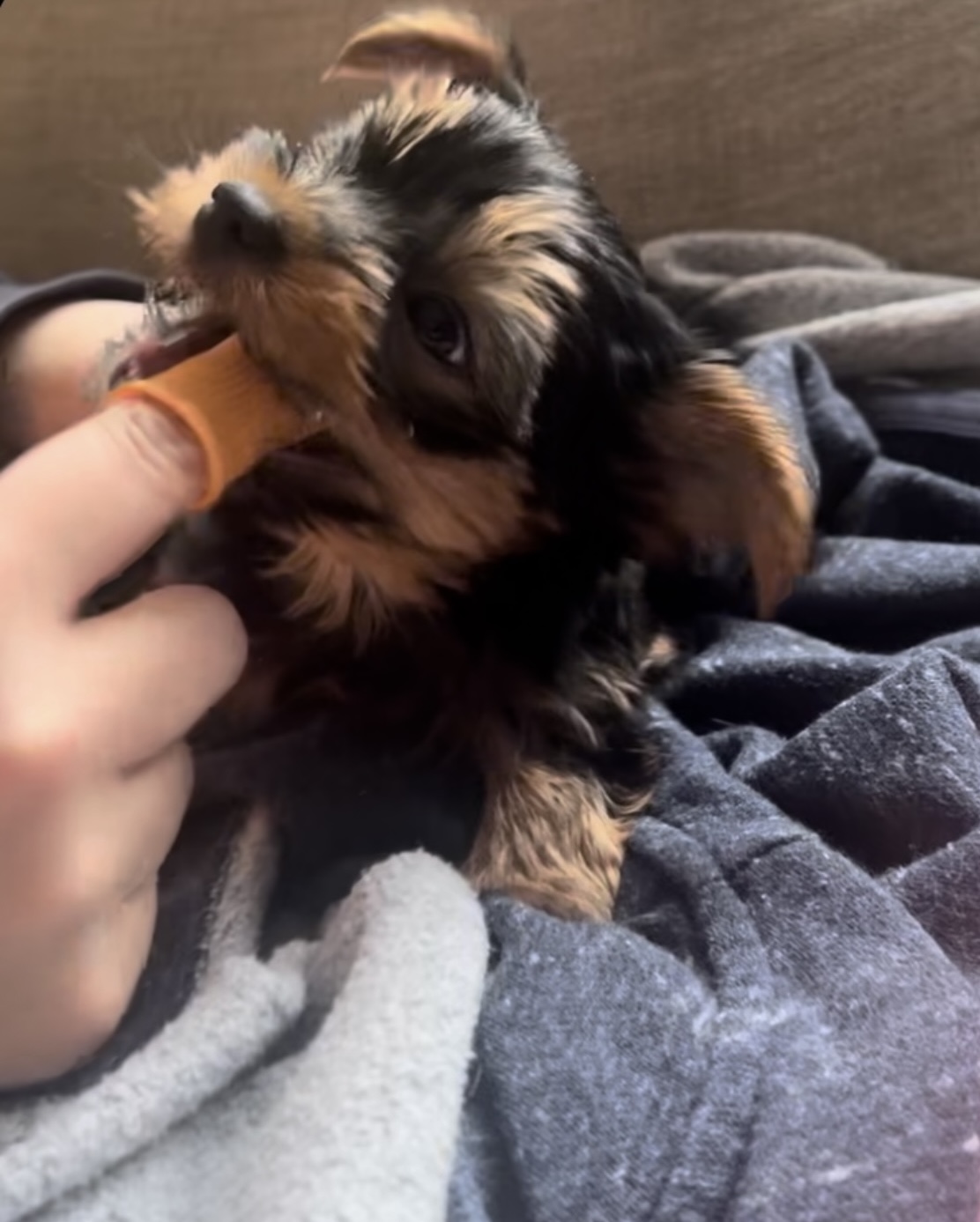 Brushing Puppy Teeth with finger dog toothbrush