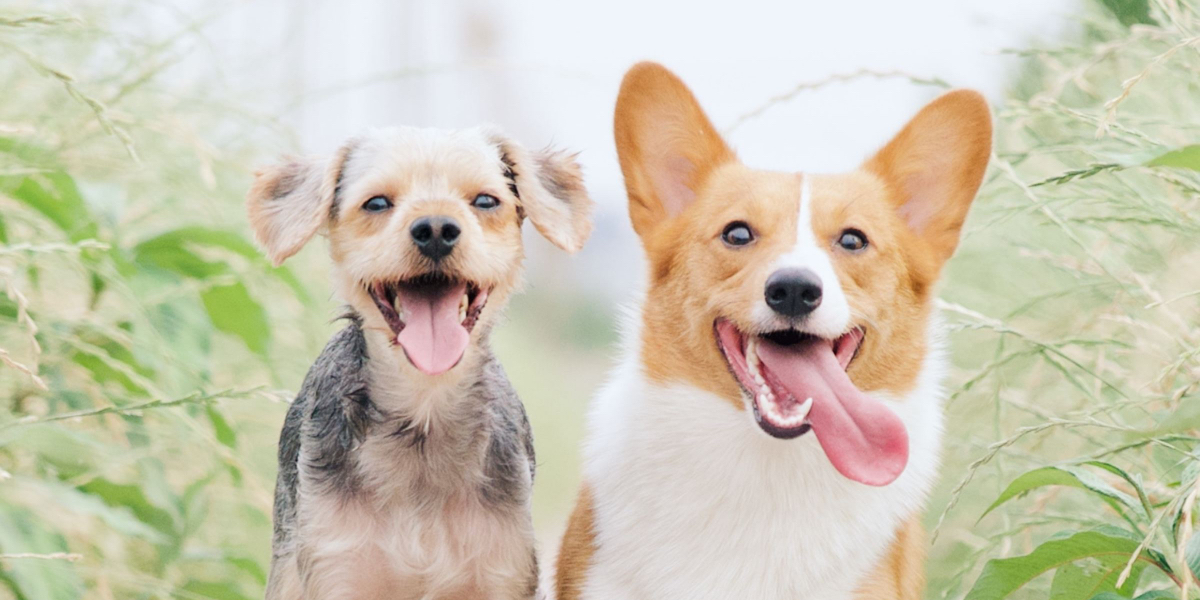 routine dental care makes for happy dogs