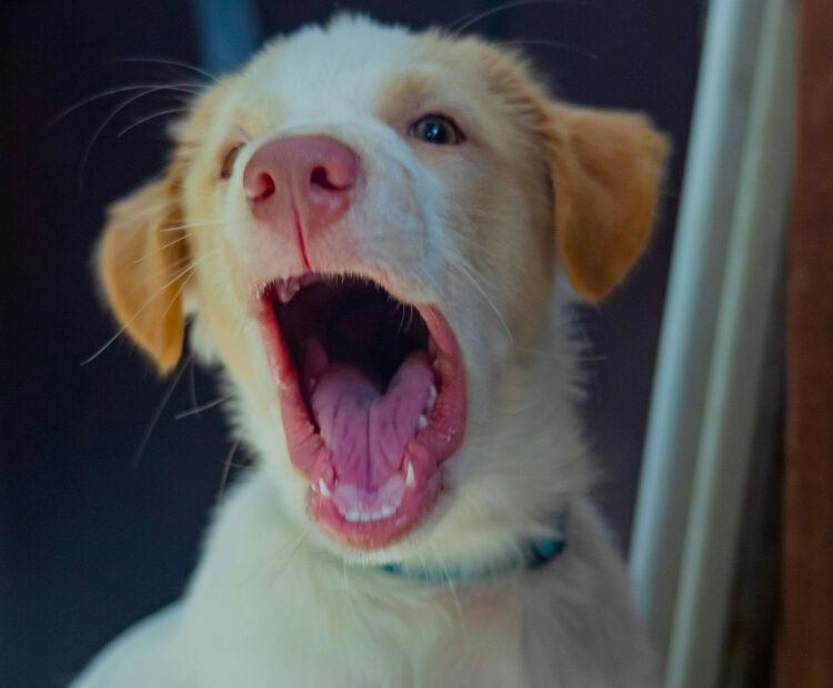 brush puppy teeth