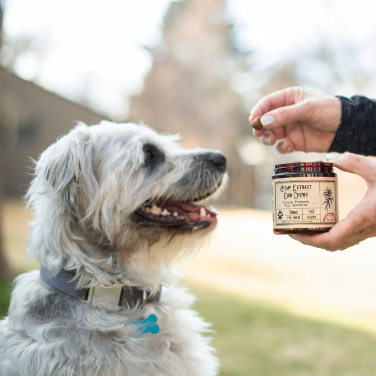 Dog Dental Month Treat