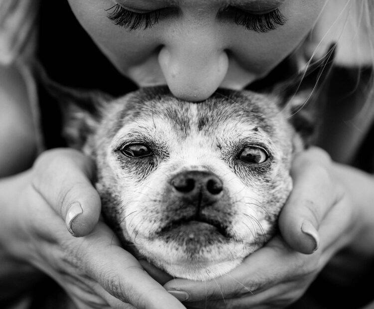 Cleaning Older Dogs Teeth