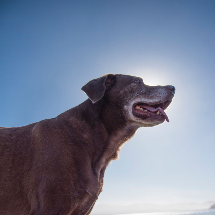 Older Dog 