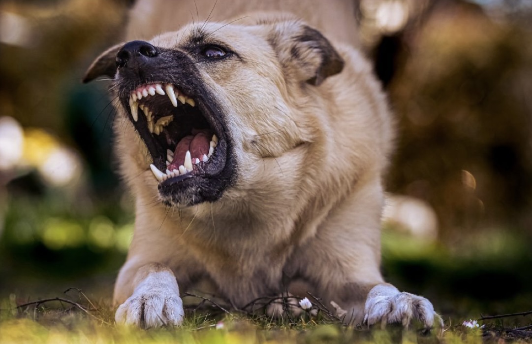 Fighting With Your Dog To Brush Their Teeth
