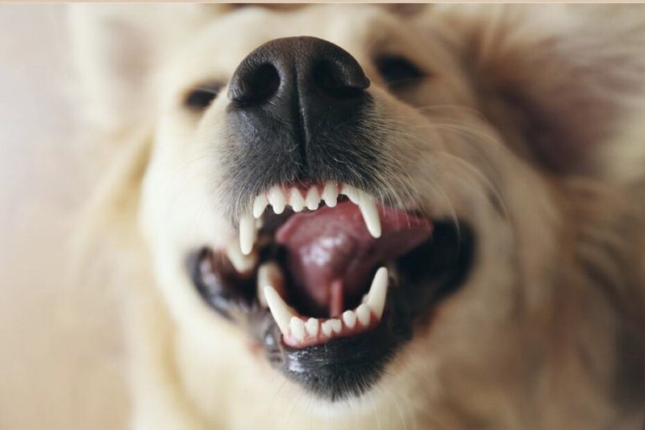 Dog Breath