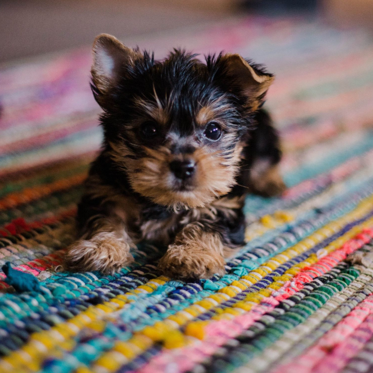 Brushing puppy teeth yorkie 
