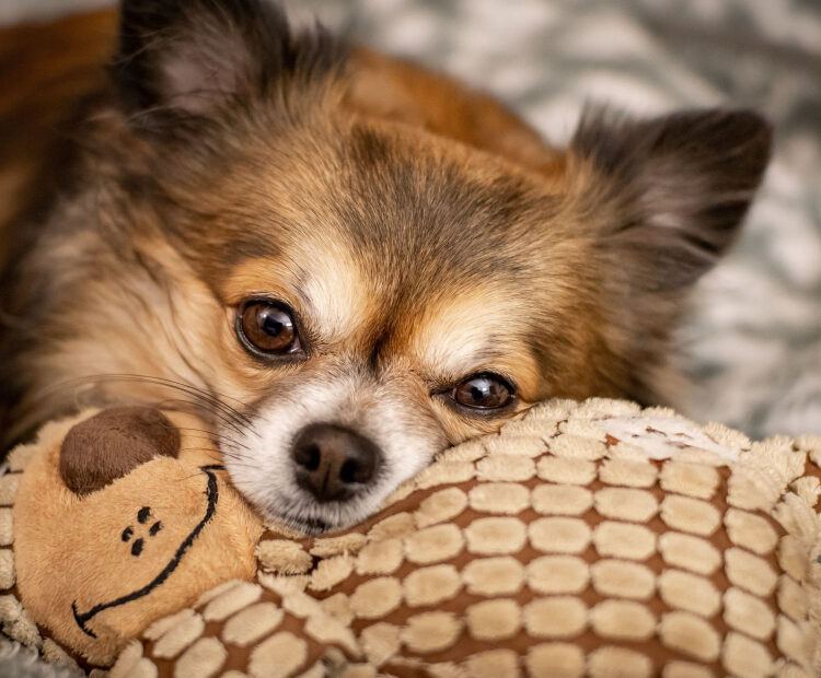 Causes Dog Dental Problems