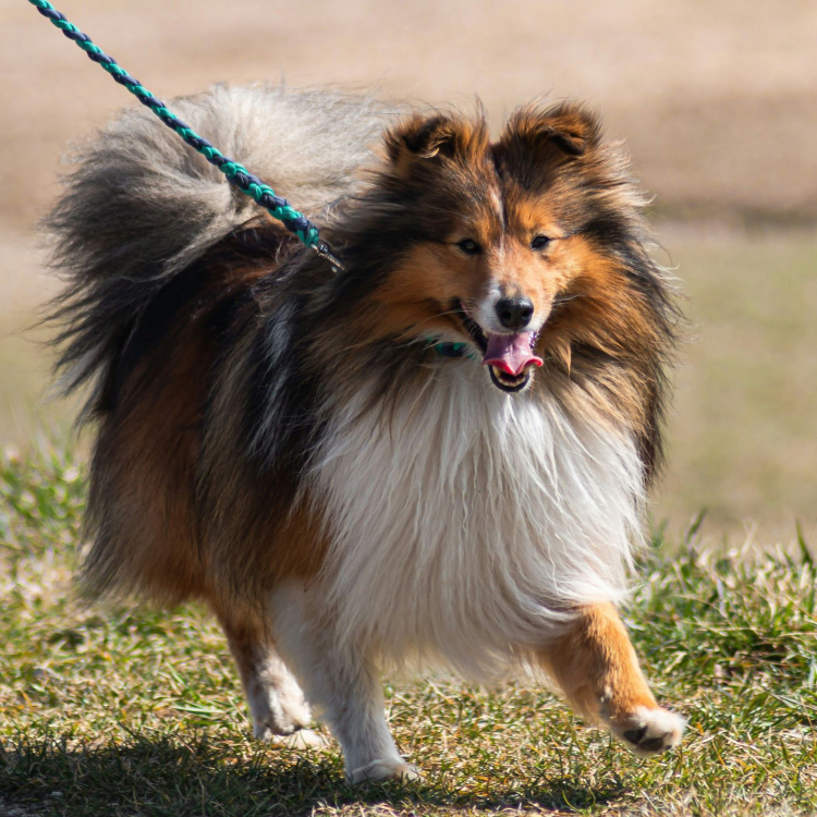 Shetland Sheepdog Breed Prone To Dental Problems
