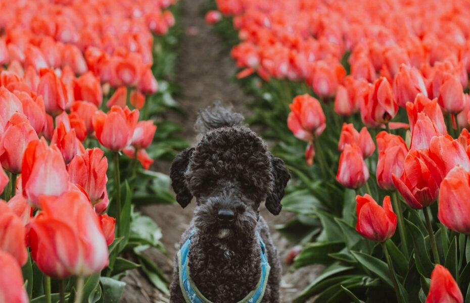 7 Ways To Spring Into Natural Dog Care