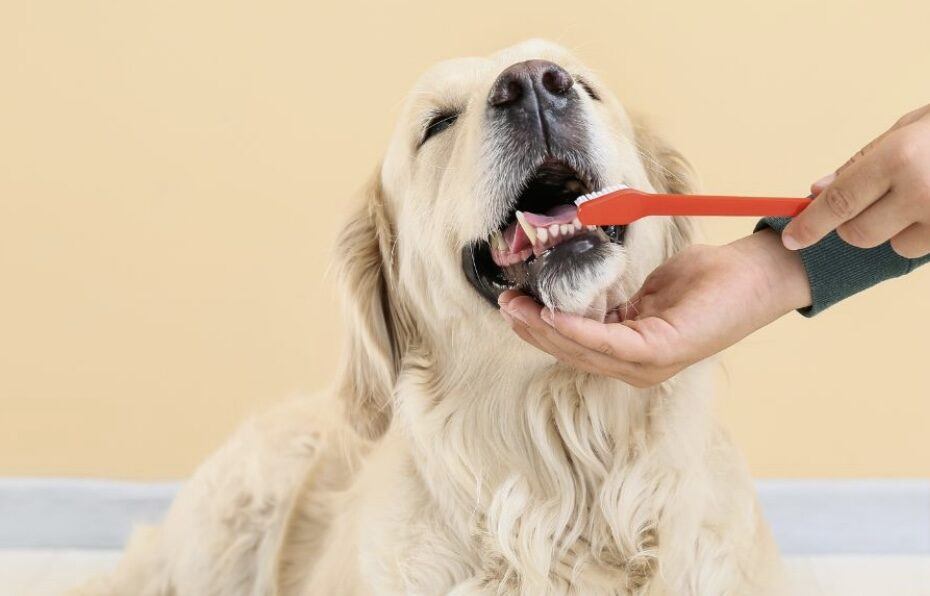 Dental Health Older Dogs