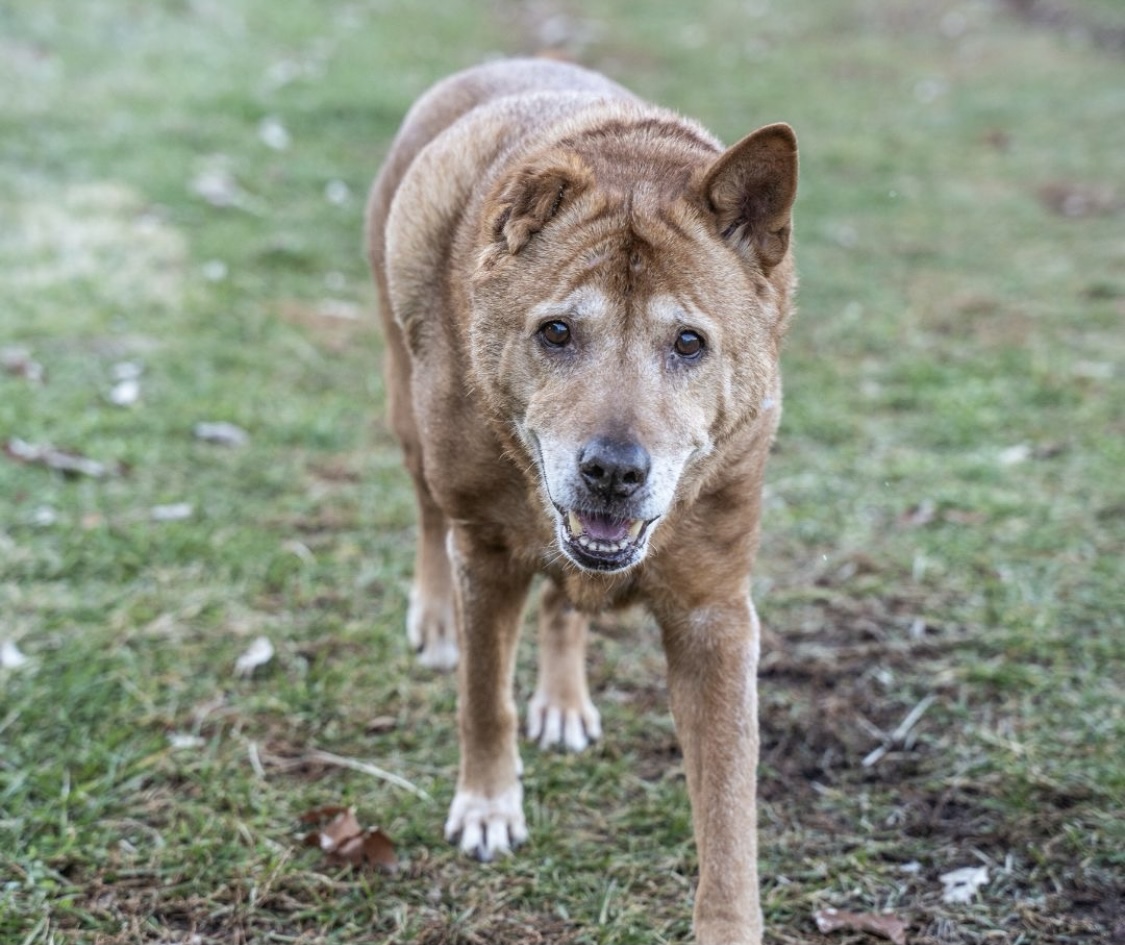 Take Care Of Your Older Dog's Teeth Now 