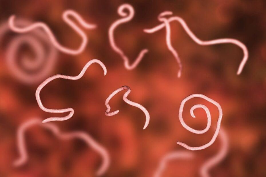 Nematodes Flea Control