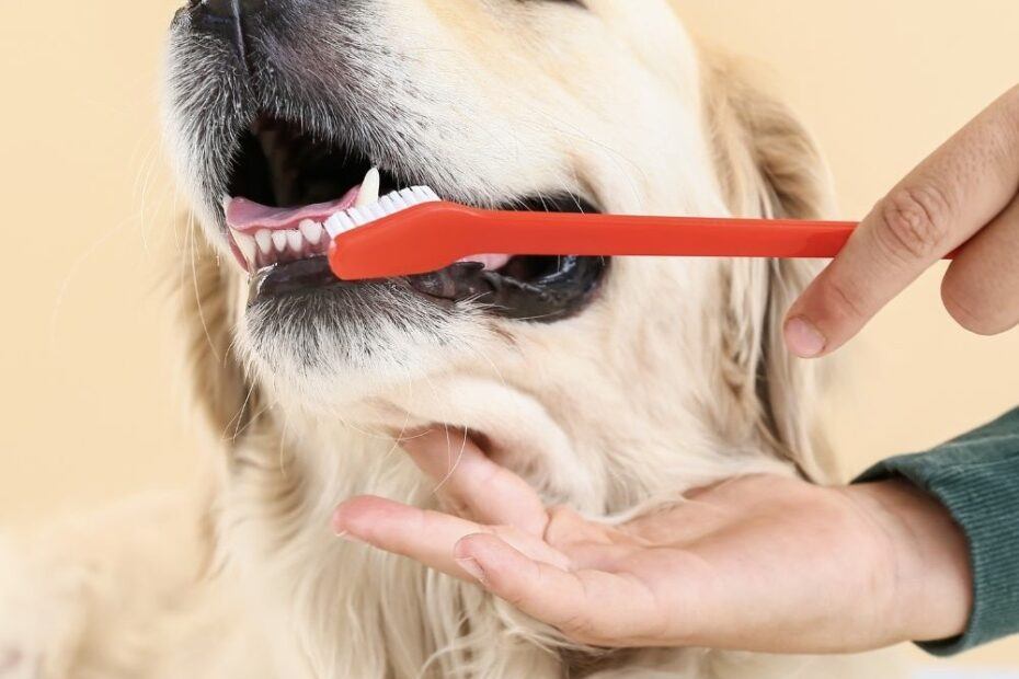 start slow: the secret to brushing your dog's teeth