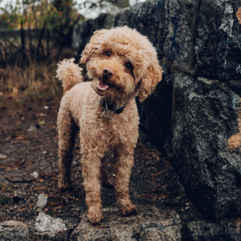 dog potty area training 