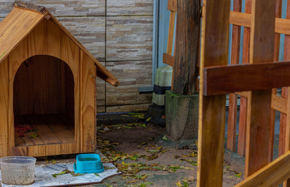 dog runs backyard
