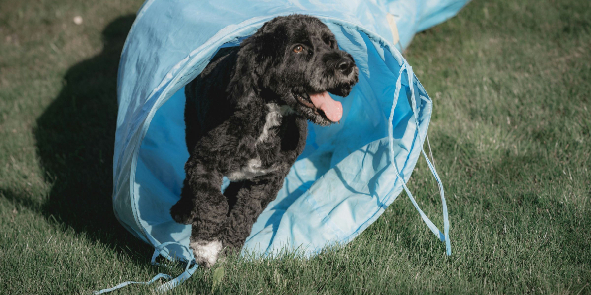 dog tunnels for enrichment