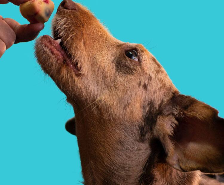 High Value Dog Treats