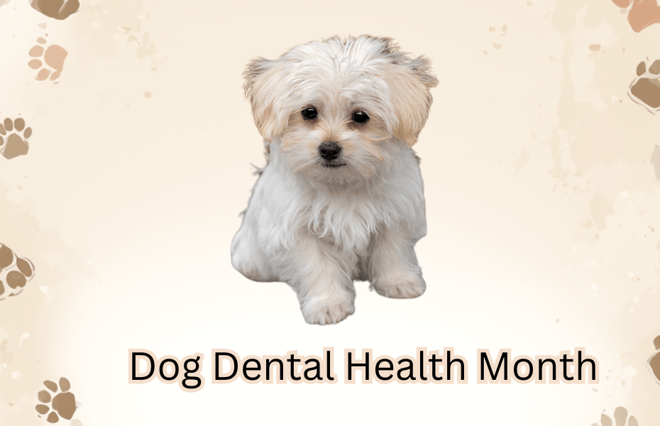 Pet Dental Health Month