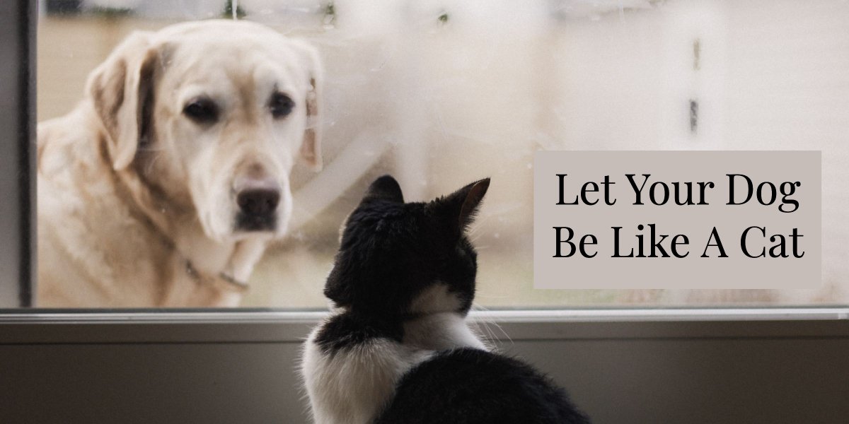 Let Your Dog Be Like A Cat